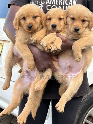 1-3 months Male Purebred Golden Retriever