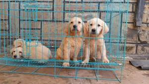 1-3 months Male Purebred Golden Retriever