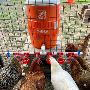 Automatic Chicken Drinker Cups With Pipe Connector