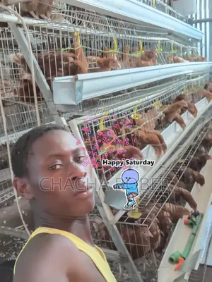 Loocking for Farming or Veterinary Job