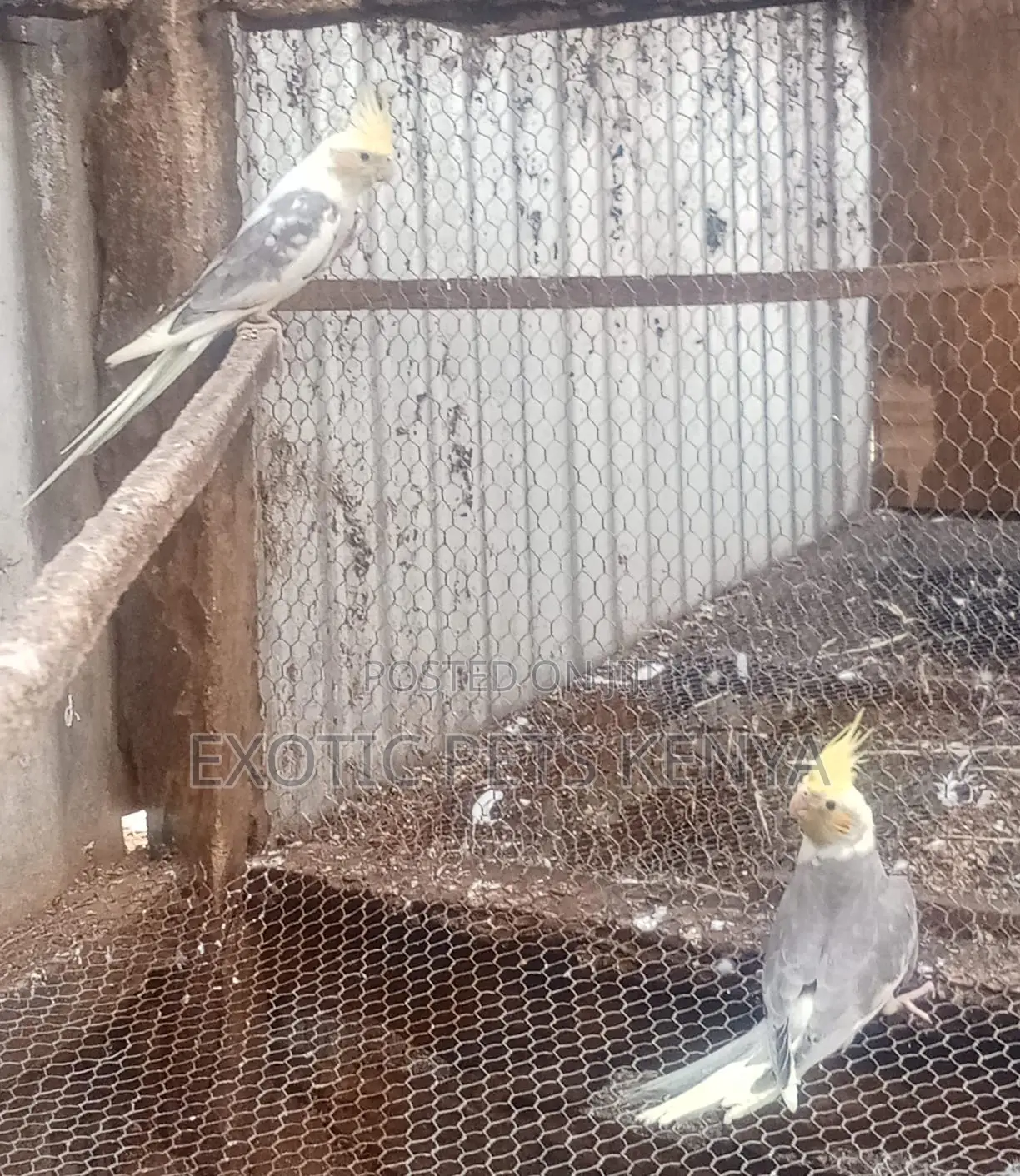 Cockatiel Males