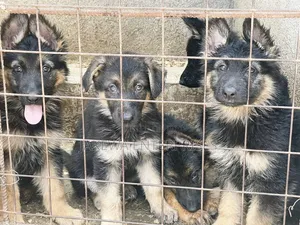1-3 months Male Purebred German Shepherd