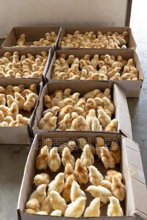 250 Day Old Chicks
