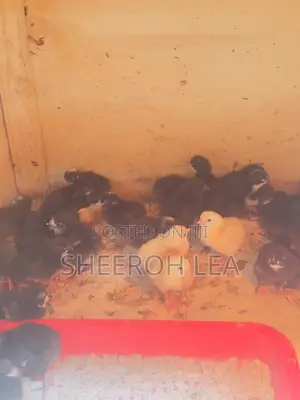 250 Day Old Chicks