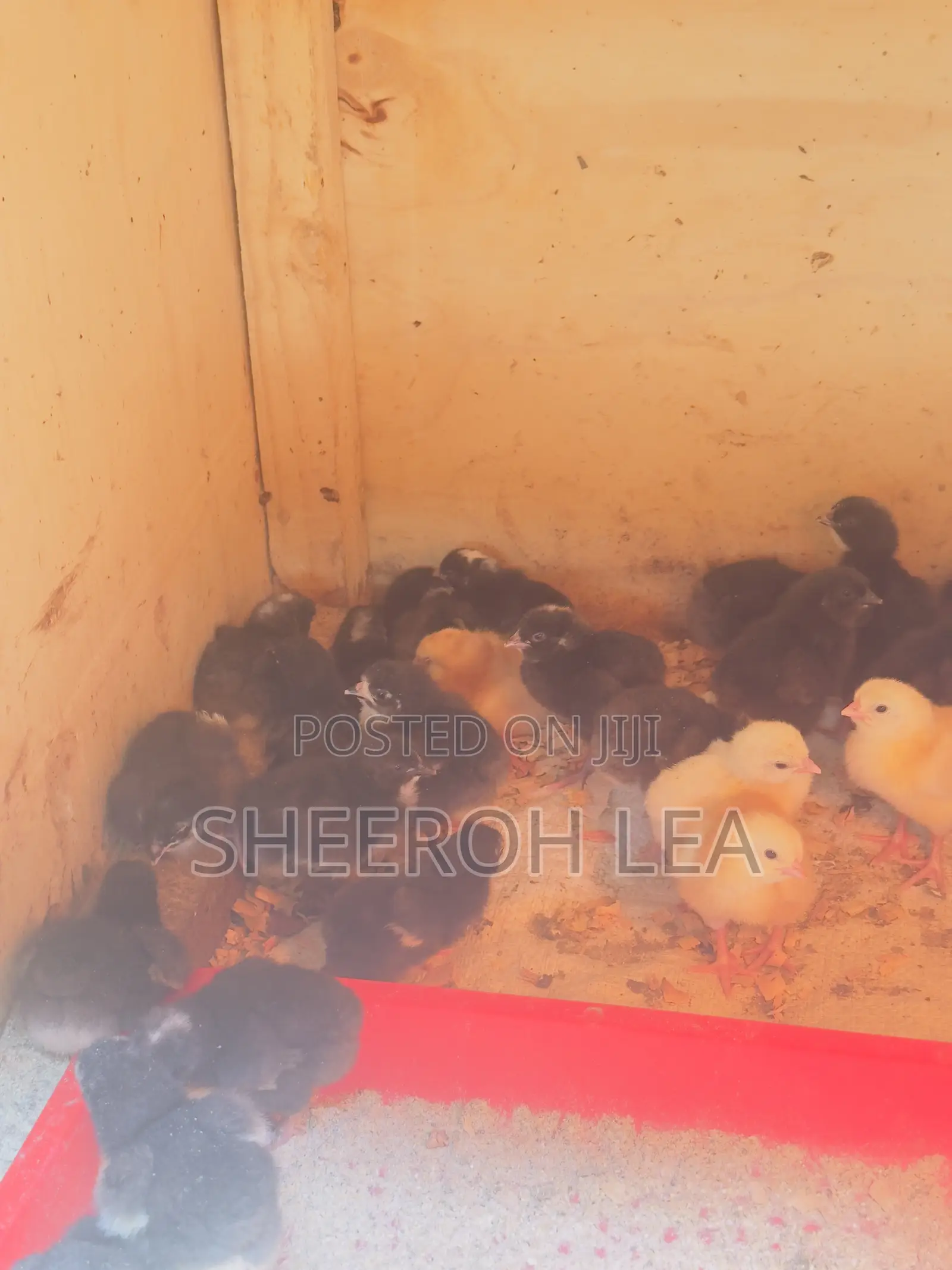 250 Day Old Chicks
