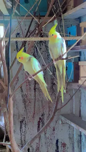 Cocktails-Young Birds
