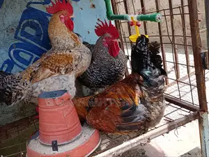 Mature Kienyeji Chickens Cocks (Jogoos) for Meat and Breeding