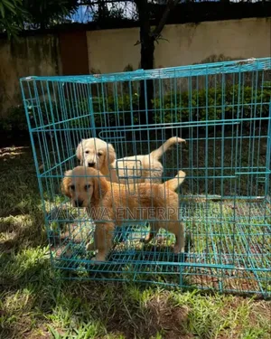 1-3 months Male Purebred Golden Retriever