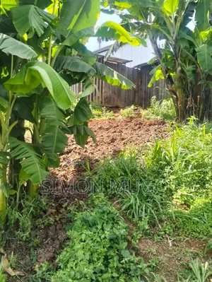 Gatundu South Itura-Mīro Prime 8.5 Acres With 20,000 Mature Tea Bushes