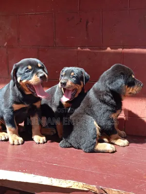 1-3 months Male Purebred Rottweiler