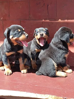 1-3 months Female Purebred Rottweiler