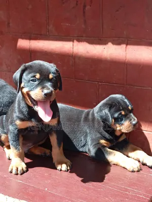 1-3 months Male Purebred Rottweiler