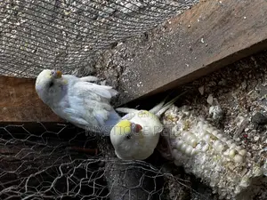 Young Birds