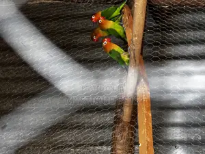 Young Parrots