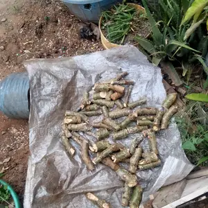 Frankincense Myrrh Cuttings Ready for Planting