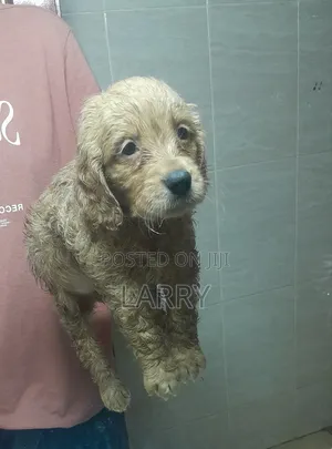 1-3 months Male Purebred Cockapoo