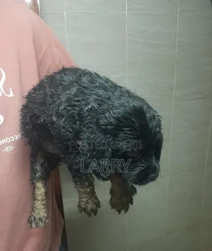 1-3 months Male Purebred Cockapoo