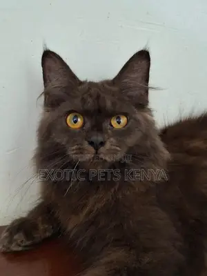 3-6 months Male Mixed Breed Maine Coon