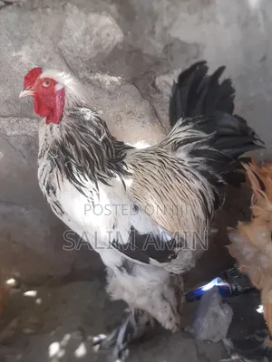 Brahma Pair