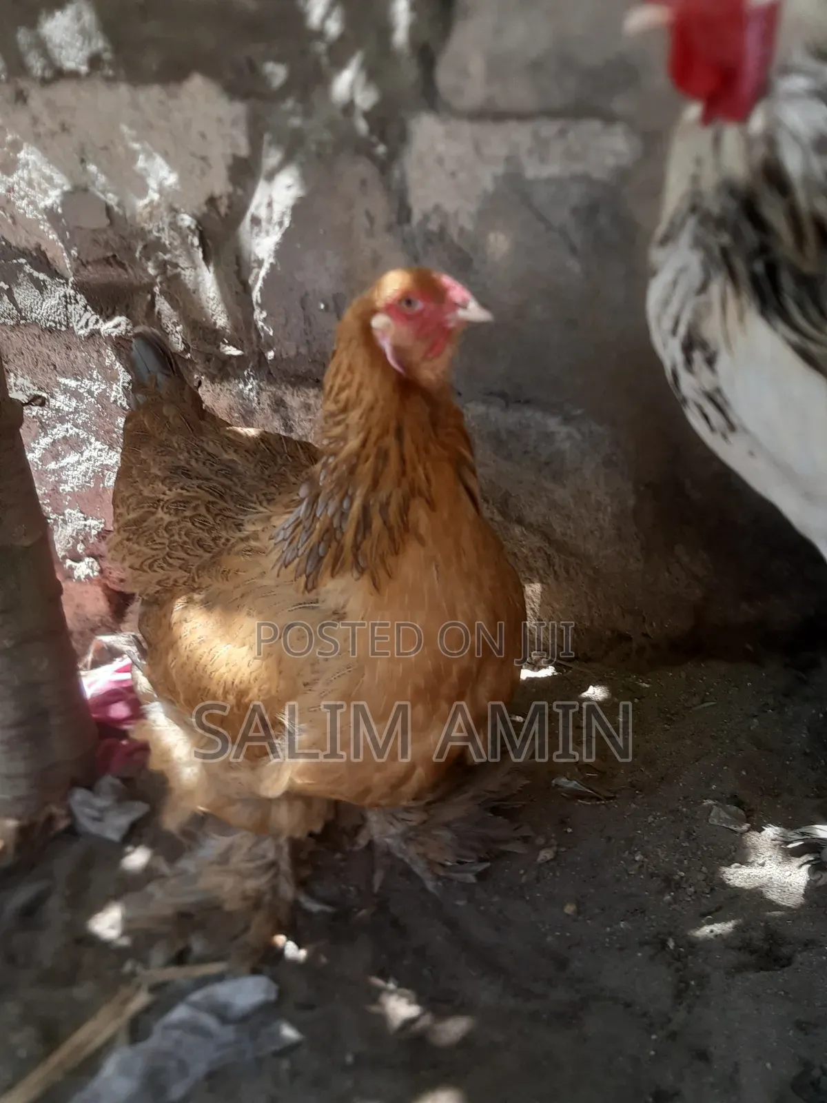 Brahma Pair