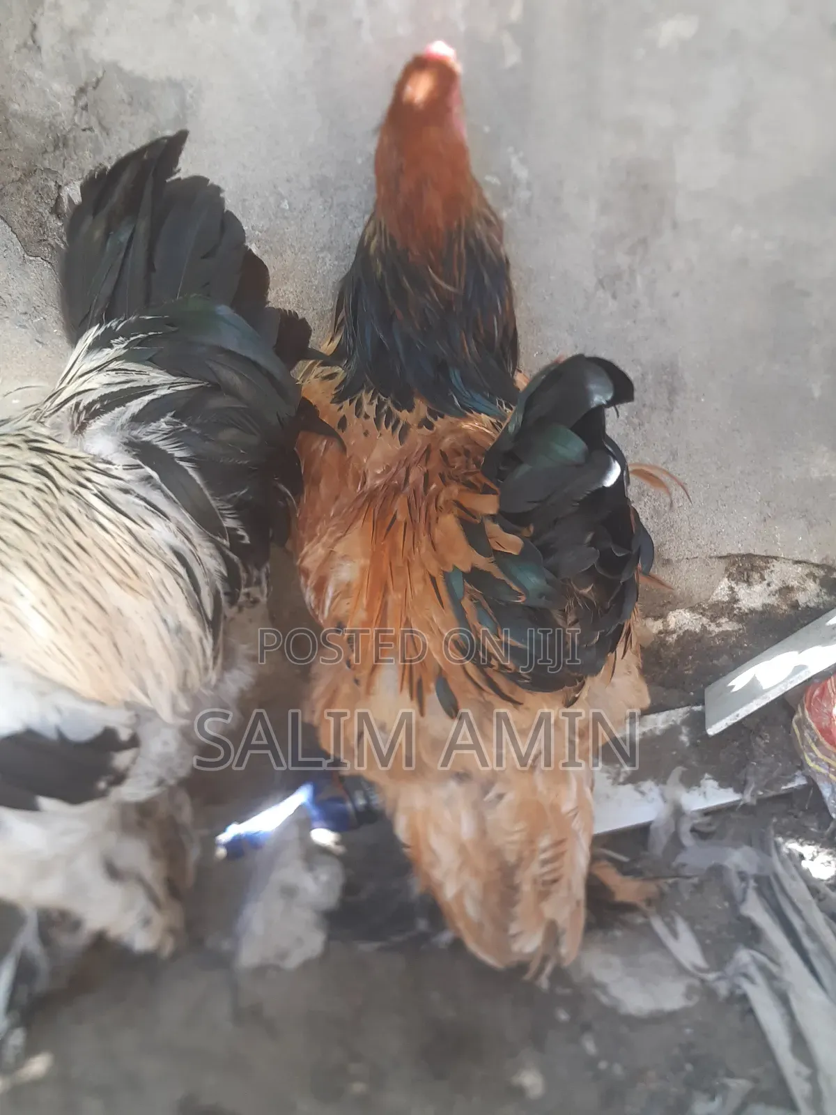 Brahma Pair