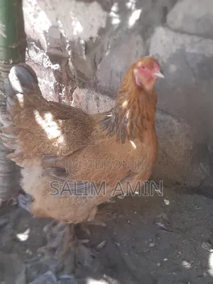 Brahma Pair