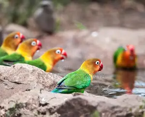 Lovebirds in Pairs