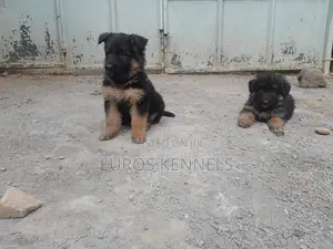 1-3 months Male Purebred German Shepherd