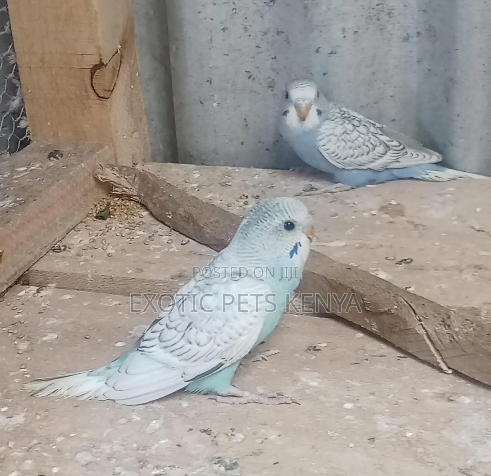 Parakeet Birds
