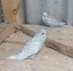 Parakeet Birds