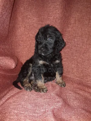 1-3 months Male Purebred Cockapoo