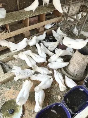 Pigeons For Sale