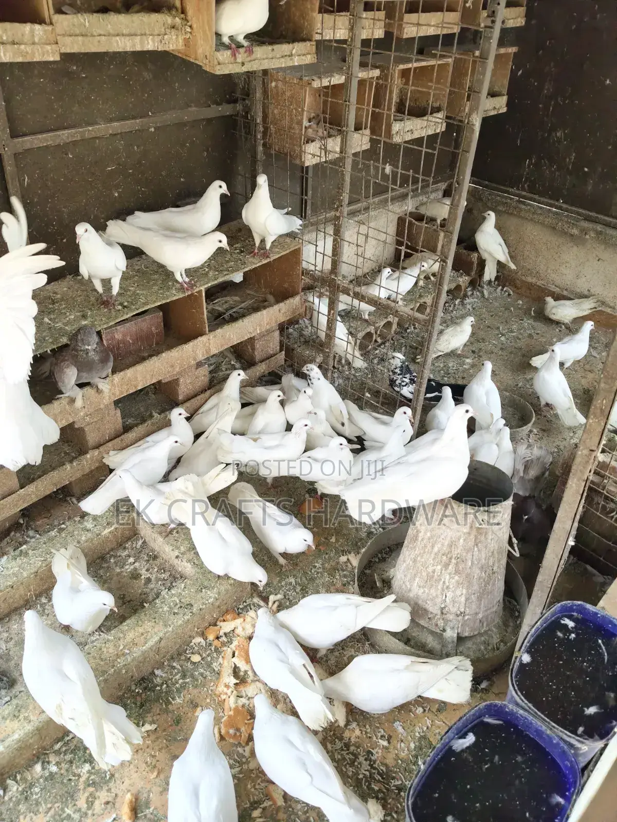 Pigeons For Sale