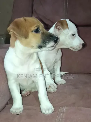 1-3 months Male Purebred Jack Russell Terrier