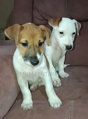 1-3 months Male Purebred Jack Russell Terrier