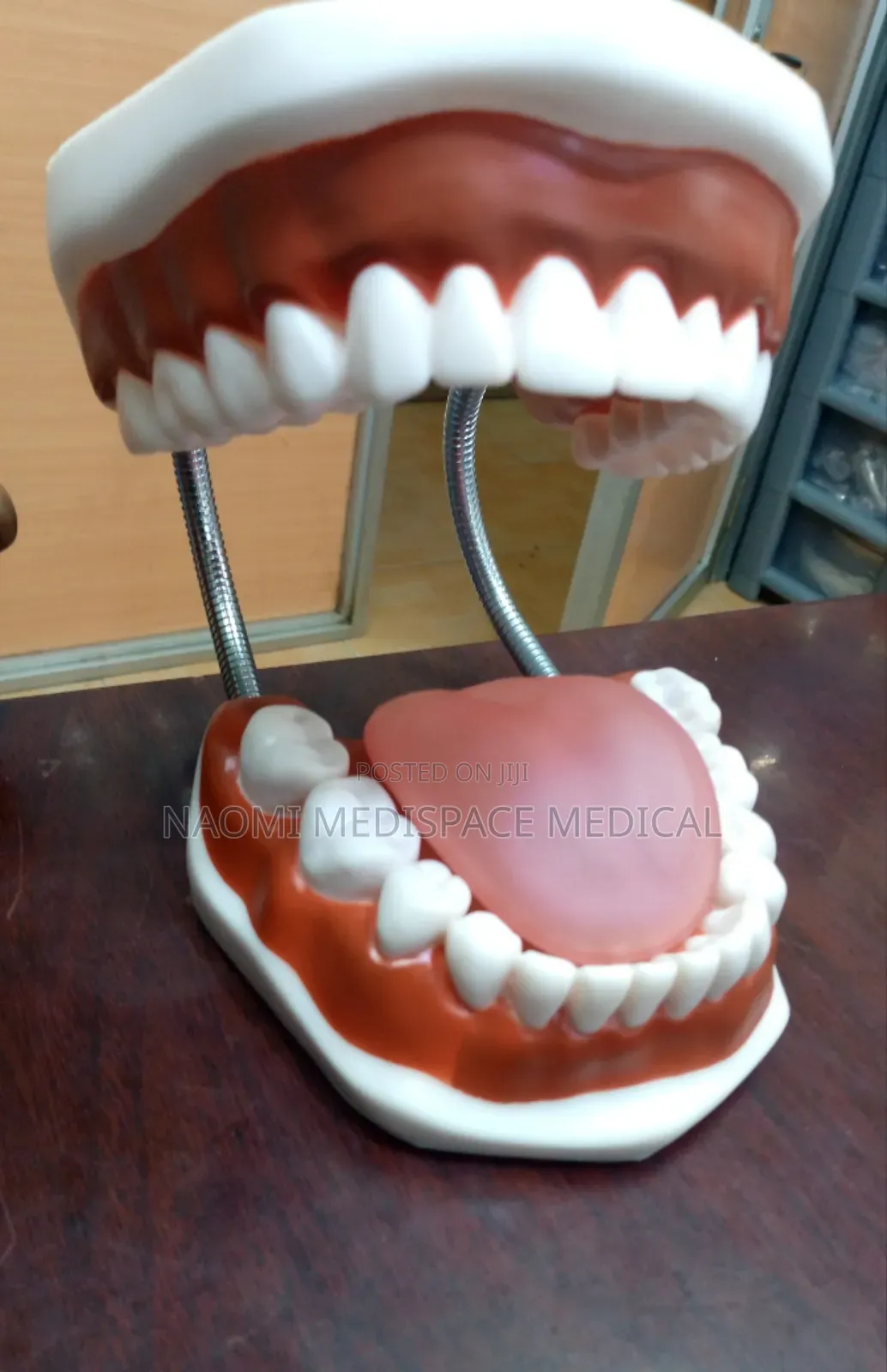 Big Teeth Model