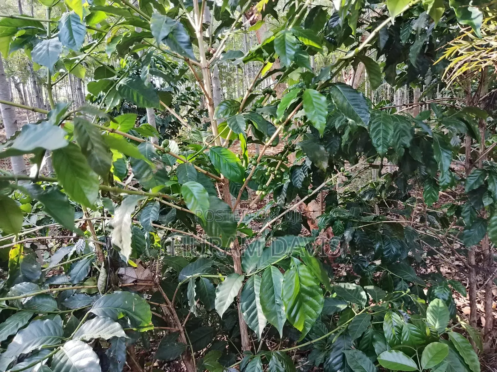 2 1⁄2acres Ruiri