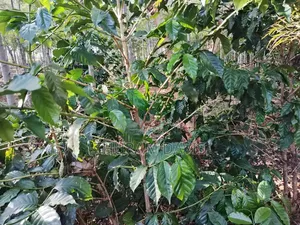 2 1⁄2acres Ruiri