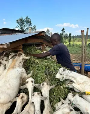 Am Looking for a Farm Work