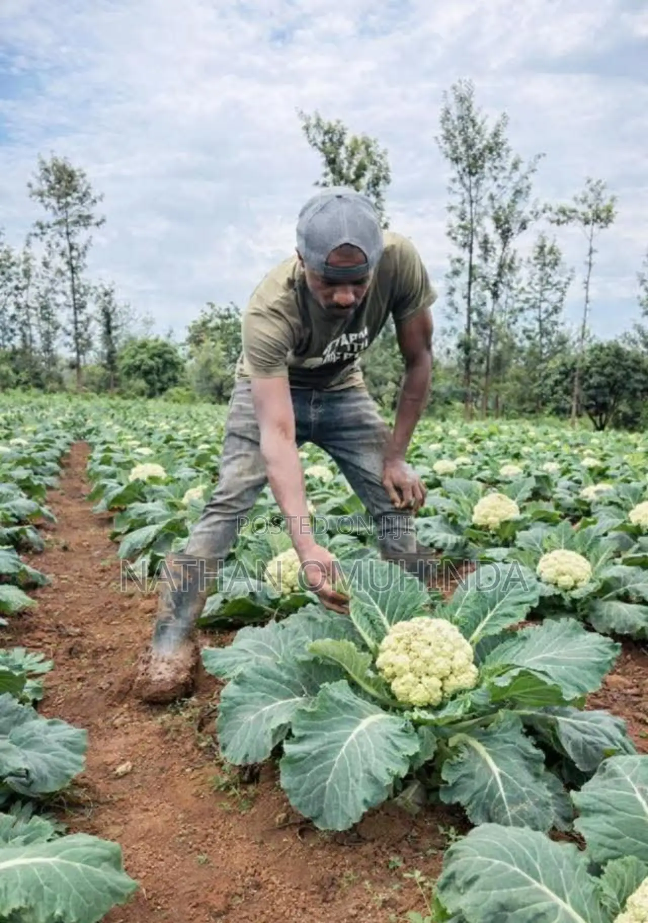 Am Looking for a Farm Work