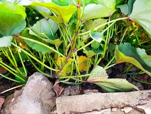 Super K Tuber Less Sweet Potato Vines (Drought-Resistant) for Planting