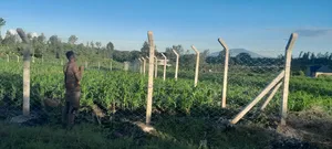 Eighth-Acre Plot at Thika Muthaara