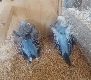 Flower Budgies Breed