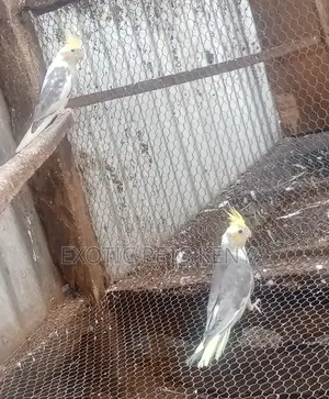 Cockatiel Birds