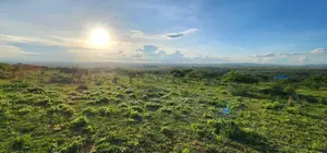 Two Adjacent Quarter Acre Plots in Malili Mukaa