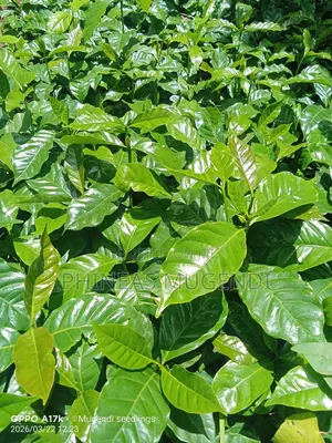 Coffee Seedlings Ruiru 11