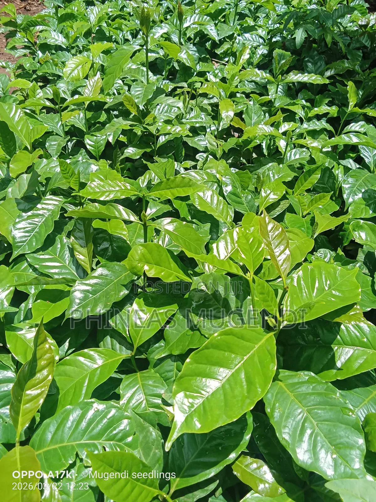 Coffee Seedlings Ruiru 11
