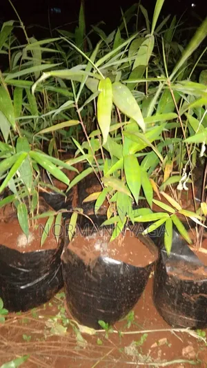 Ornamental (Miniature) Bamboo