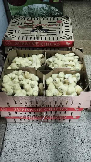 Supreme Chicks One-Day-Old Broiler Chicks for Meat Production