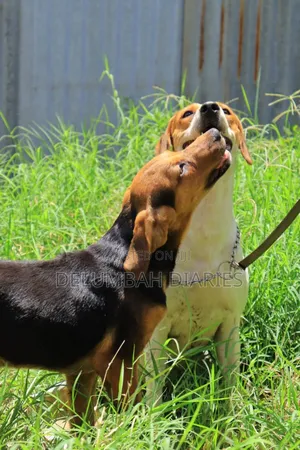 Dog Boarding Services